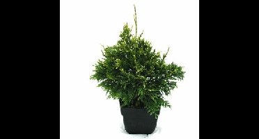 Reuzenlevensboom (Thuja plicata "Can-Can") conifeer