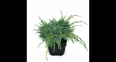 Kruipende jeneverbes (Juniperus squamata "Blue Carpet") conifeer