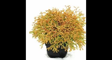 Westerse levensboom (Thuja occidentalis "Golden Tuffet") conifeer