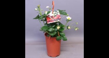 Aardbei (Fragaria Fragoo) - 12 stuks