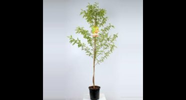 Perzik (Prunus Persica "Peregrine") fruitbomen