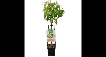 Perenboom mix – fruitbomen