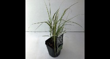 Fazantstaartgras (Anemanthele "Sirocco") siergras