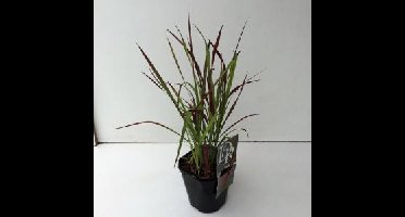 Japans bloedgras (Imperata cylindrica "Red Baron") siergras