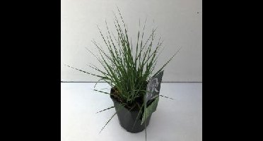 Pijpenstrootje (Molinia caerulea "Edith Dudszus") siergras