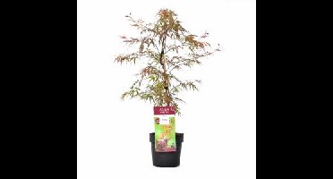 Japanse esdoorn (Acer palmatum "Garnet Tower") heester