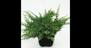 Kruipende jeneverbes (Juniperus horizontalis "Prince of Wales") conifeer