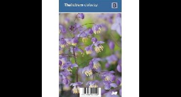 Ruit (thalictrum delavayi) schaduwplant - 12 stuks