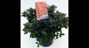 Rododendron (Rhododendron Japonica "Muttertag") heester