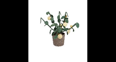 Plant KidsDepot Citrus