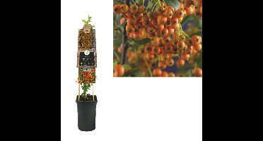 Klimplant Pyracantha Orange Charmer 75 cm Vuurdoorn Van der Starre - Van der starre