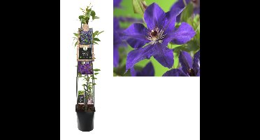Klimplant Clematis The President 120 cm Bosrank Van der Starre - Van der starre