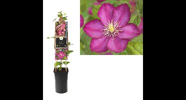 Klimplant Clematis Ville de Lyon 75 cm Bosrank Van der Starre - Van der starre