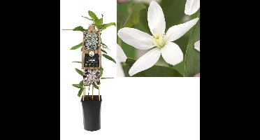 Klimplant Clematis armandii Apple Blossom 75 cm Bosrank Van der Starre - Van der starre