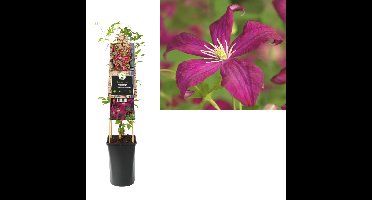 Klimplant Clematis vit. Madame Julia Correvon 75 cm Bosrank Van der Starre - Van der starre