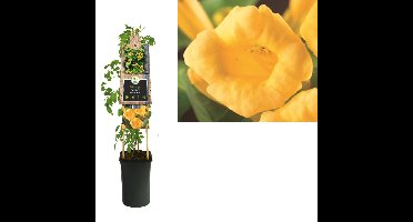 Klimplant Campsis radicans Flava 75 cm Trompetbloem Van der Starre - Van der starre