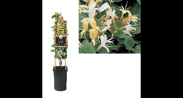 Klimplant Lonicera j. Hall s Prolific 75 cm Kamperfoelie Van der Starre - Van der starre