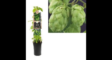 Klimplant Humulus Lupulus 75 cm Humulus Bosrank Van der Starre - Van der starre