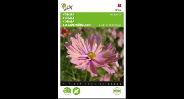 Zaden cosmea apricotta 30 zaden Buzzy - Buzzy