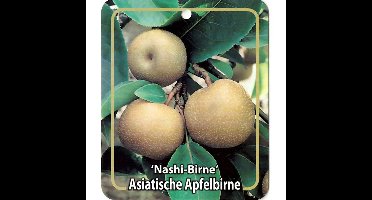 Pyrus Pyriufolia Nashi-Birne fruitboom Peer Oosterik Home - Oosterik home