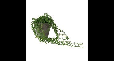 Hangplantje in potje - spits blad