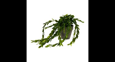 Hangplantje in potje - lang blad